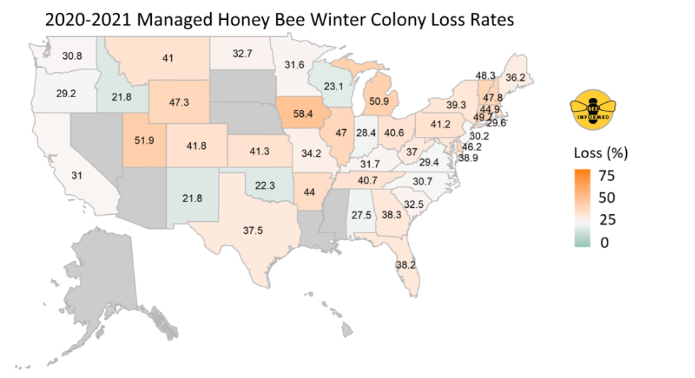 Map showing managed honey bee colony loss rates in the United States for the Winter 2020-21 survey period (1 October 2020 – 1 April 2021). States with less than 10 respondents are omitted (grey fill). Graphic: Bee Informed Partnership