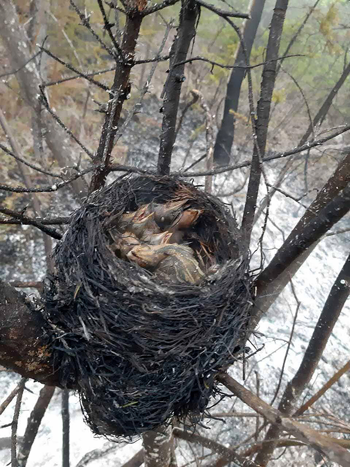 Baby birds in Yakutia were roasted alive in their nest by an unseasonably early wildfire in Spring 2021. Photo: Ykt.top