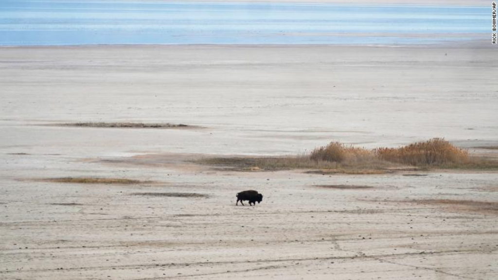 A bison walks along the receding edge of the Great Salt Lake in April 2021 on its way to a watering hole at Antelope Island, Utah. Photo: Rick Bowmer / AP