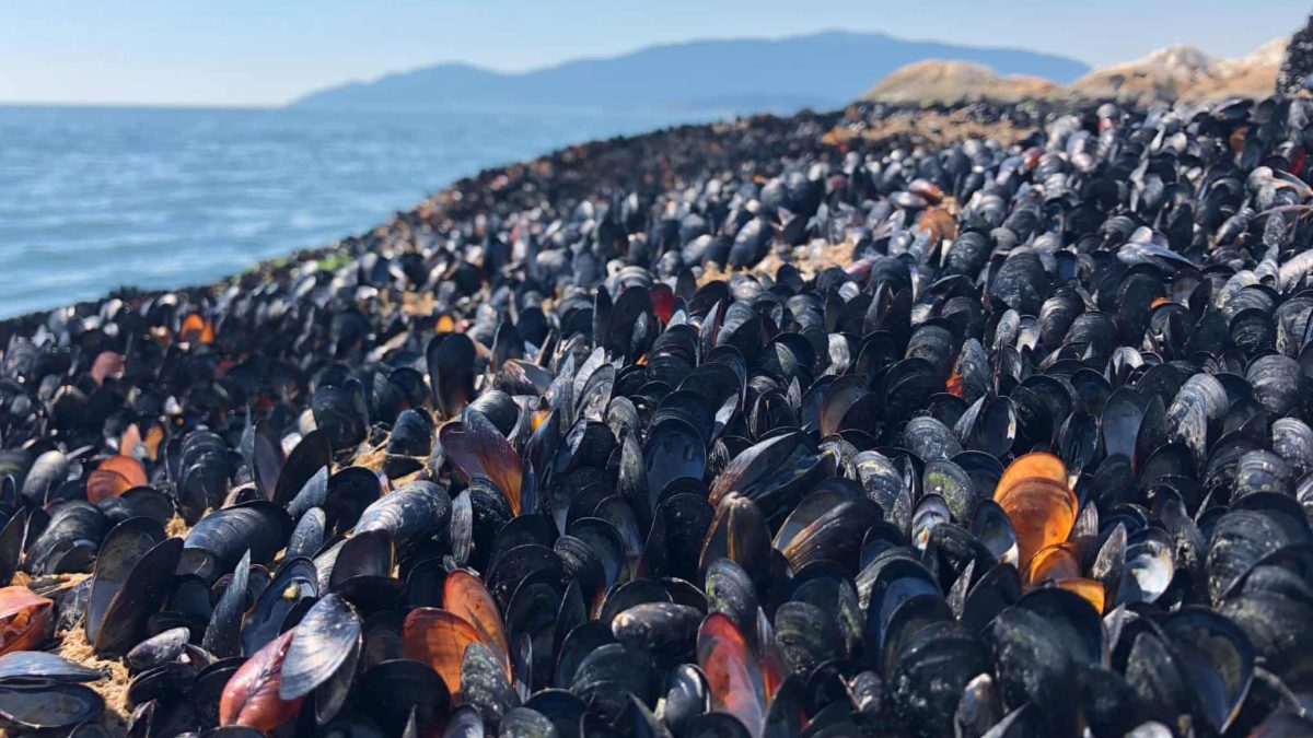 Thousands of dead mussels are seen at the waterline in British Columbia, killed by the deadly heatwave 2021. More than one billion marine animals along Canada’s Pacific coast are likely to have died from the record heatwave, experts warn, highlighting the vulnerability of ecosystems unaccustomed to extreme temperatures. Photo: Christopher Harley / The Guardian