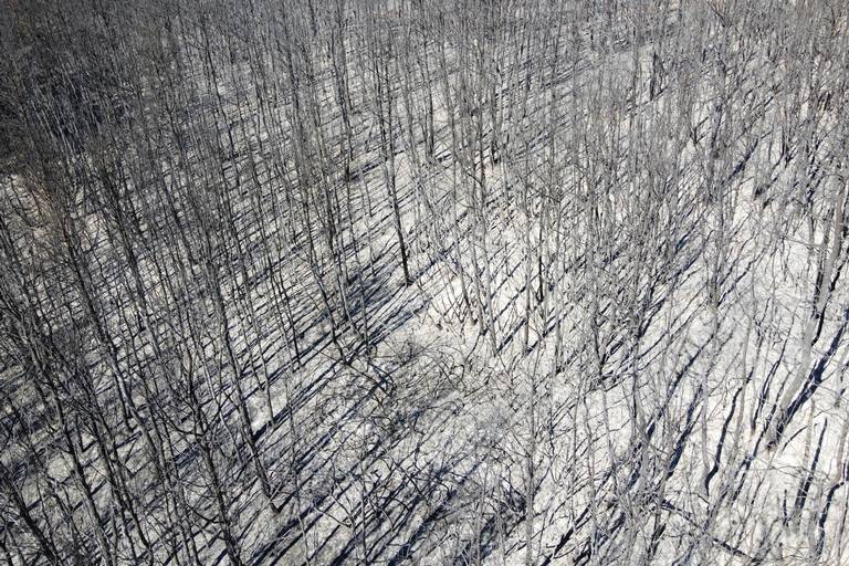 Aerial view of a burned forest in Kryoneri, in northern Athens, Greece, Sunday, 8 August 2021. Hundreds of firefighters in Greece are still battling massive wildfires that have destroyed tracts of forest and prompted emergency evacuations from a popular vacation island. Photo: Michael Varaklas / AP Photo