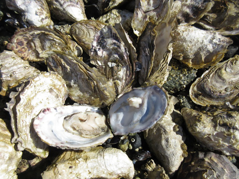 Dead oysters in a commercial oyster bed that were killed by the record heat wave in British Columbia in 2021. When Judy Hicks headed to the beach on 2 July 2021, she discovered that many of her oysters had cracked-open shells, indicating they’d died during the heat wave. From 25 June 2021 to 1 July 2021, during B.C.’s unprecedented “heat dome” that caused hundreds of human fatalities, record-breaking temperatures are estimated to have killed more than one billion sea animals. Photo: Judy Hicks / The Tyee