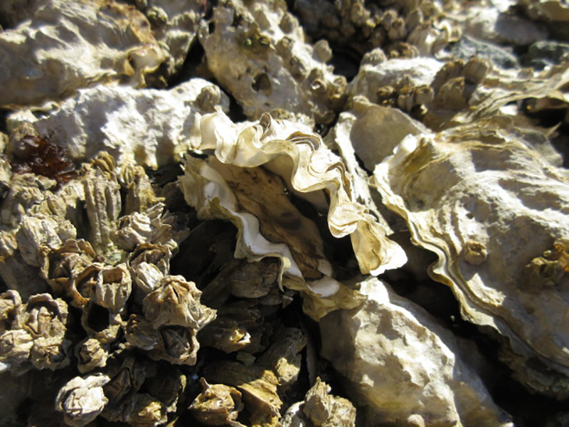 Dead oysters in a commercial oyster bed that were killed by the record heat wave in British Columbia in 2021. It’s estimated that between 75 and 80 per cent of oysters growing in Okeover Inlet died off during the recent heat wave. From 25 June 2021 to 1 July 2021, during B.C.’s unprecedented “heat dome” that caused hundreds of human fatalities, record-breaking temperatures are estimated to have killed more than one billion sea animals. Photo: Judy Hicks / The Tyee