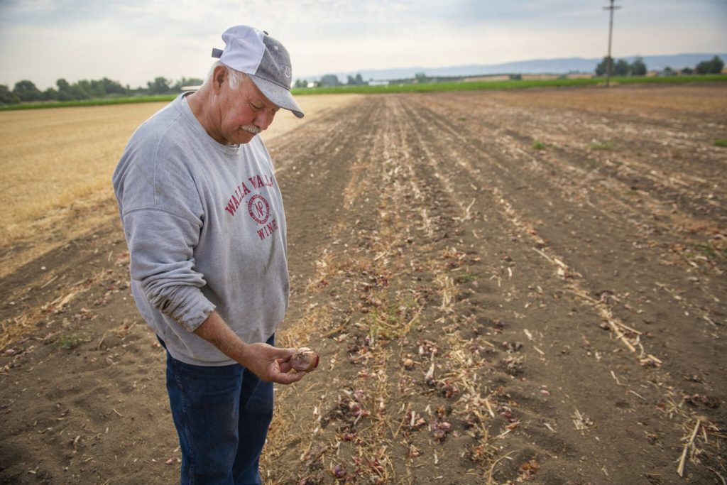 Farmer Fernando Enriquez Sr. looks at one of the stunted, blistered red sweet onions in Walla Walla, Washington after the unprecedented heatwave of June 2021 destroyed his crops. Photo: Greg Lehman / Walla Walla Union Bulletin