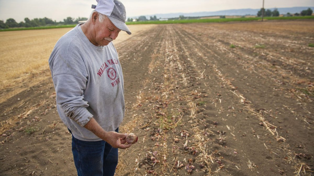 Farmer Fernando Enriquez Sr. looks at one of the stunted, blistered red sweet onions in Walla Walla, Washington on 28 July 2021, after the unprecedented heatwave of June 2021 destroyed his crops. Photo: Greg Lehman / Walla Walla Union Bulletin