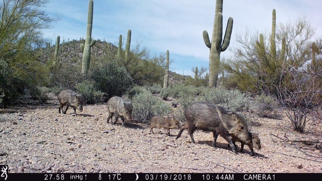 A family of javelinas traverses the desert on 19 March 2018. Photo: Myles Traphagen / Wildlands Network