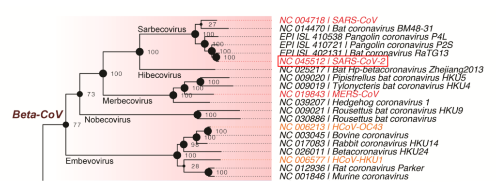 Phylogeny of the family Coronaviridae, showing only the Beta-CoV branch. SARS-CoV-2 (COVID-19) is highlighted. A maximum likelihood (ML) tree was constructed using RAxML MPI v8.2.12 inferred from the concatenated nucleotide sequence alignments of 6 open reading frames (1a-1b-S-E-M-N) of 55 reference genomes. The dot size on the nodes is proportional to the bootstrap support values. The HCoV clusters associated with severe acute respiratory syndrome (SARS-CoV, SARS-CoV-2 and MERS-CoV) and common cold (HCoV-OC43, HCoV-HKU1, HCoV-229E and HCoV-NL63) are highlighted in red and orange, respectively. Graphic: Chen, et al., 2021 / Journal of Virological Methods