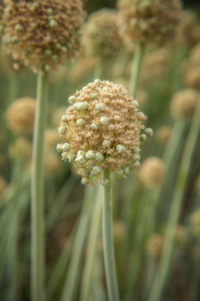 Sweet onion flower in Walla Walla, Washington after the unprecedented heatwave of June 2021. Normally, the flowering head of this sweet onion would be nearly solid with light green seed pods, where next year’s crop is contained. Photo: Greg Lehman / Walla Walla Union Bulletin