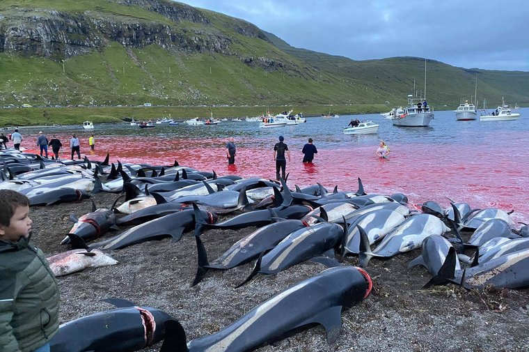 A boy looks at the bodies of more than 1400 Atlantic White-Sided dolphins slaughtered on the Skálabotnur beach in the Danish Faroe Islands on 12 September 2021. Photo: Sea Shepherd
