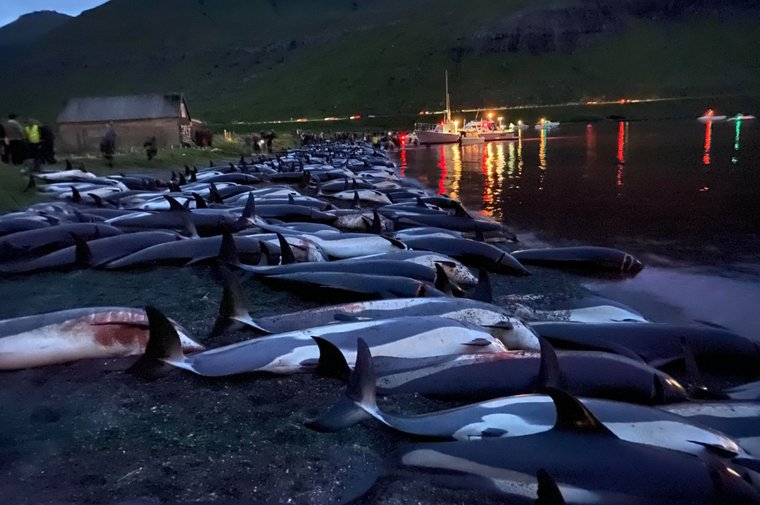 More than 1400 Atlantic White-Sided Dolphins lay slaughtered on the Skálabotnur beach in the Danish Faroe Islands on 12 September 2021, after being driven for many hours and by speed boats and jet-skis. This is thought to be the largest single hunt of dolphins or pilot whales in Faroese history -- the next largest being 1200 pilot whales back in 1940 -- and is possibly the largest single hunt of cetaceans ever recorded worldwide. This  dolphin massacre was so brutal and badly mishandled that it is no surprise the hunt is being criticized in the Faroese media and even by many outspoken pro-whalers and politicians in the Faroe Islands. Photo: Sea Shepherd