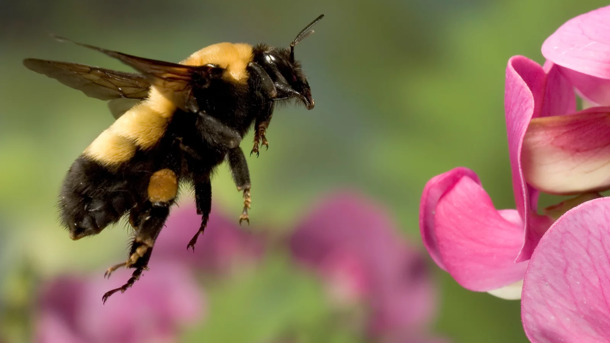 A bumblebee in flight approaches a flower. Photo: Michael Durham / Minden Pictures / Getty Images