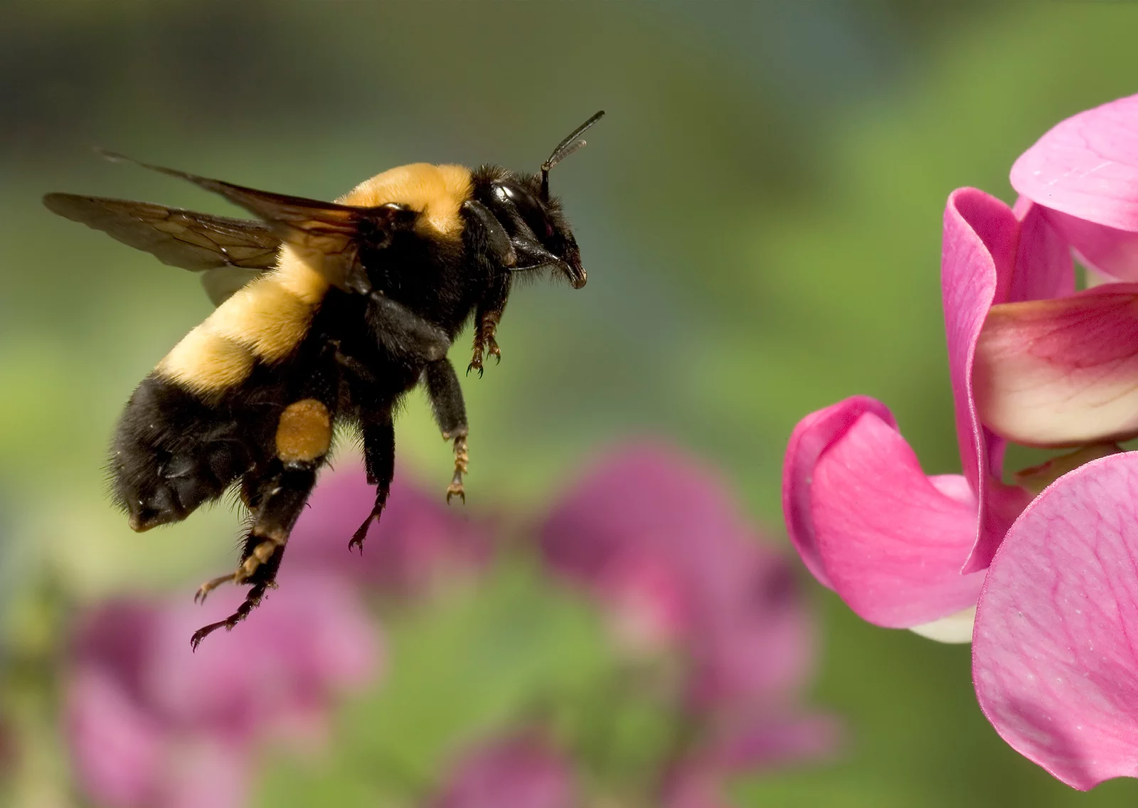 A bumblebee in flight approaches a flower. Photo: Michael Durham / Minden Pictures / Getty Images