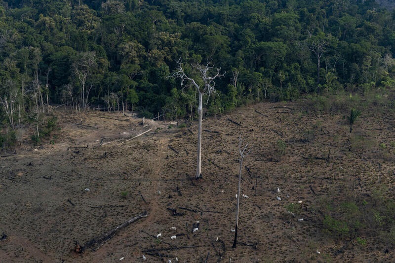 Aerial view of an area in the Amazon deforested for the expansion of livestock, in Lábrea, Amazonas state. The Amazon is still covered in smoke and torn by criminal and unrestrained destruction, according to overflights produced by the Amazon in Flames Alliance, organized by Amazon Watch, Greenpeace Brazil and the Brazilian Climate Observatory. The expedition took place between September 13th and 17th, in the cities of Porto Velho (Rondônia state) and Lábrea (southern Amazonas state). Photo: Victor Moriyama / Amazônia em Chama / Greenpace Disclosure