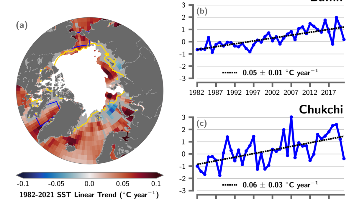 (a) Linear sea surface temperature (SST) trend (°C yr-1) for August of each year from 1982 to 2021. The trend is only shown for values that are statistically significant at the 95 percent confidence interval; the region is shaded gray otherwise. White shading is the August 2021 mean sea ice extent, and the yellow line indicates the median ice edge for Aug 1982-2010, (b, c) Area-averaged SST anomalies (°C) for August of each year (1982-2021) relative to the 1982-2010 August mean for (b) Baffin Bay and (c) Chukchi Sea regions shown by blue boxes in (a). The dotted lines show the linear SST anomaly trends over the period shown and trends in °C yr-1 (with 95 percent confidence intervals) are shown on the plots. Mean August SST warming trends from 1982 to 2021 persist over much of the Arctic Ocean, with statistically significant (at the 95 percent confidence interval) linear warming trends of up to +0.1°C yr-1 (a). Overall, Baffin Bay SSTs are becoming warmer in August with a linear warming trend over 1982-2021 of 0.05 ± 0.01°C yr-1 (b). Similarly, Chukchi Sea August mean SSTs are warming, with a linear trend of 0.06 ± 0.03°C yr-1 (c). Mean August SSTs for the entire Arctic (the Arctic Ocean and marginal seas north of 67° N) exhibit a linear warming trend of 0.03 ± 0.01°C yr-1. Graphic: Timmermans and Labe / NOAA