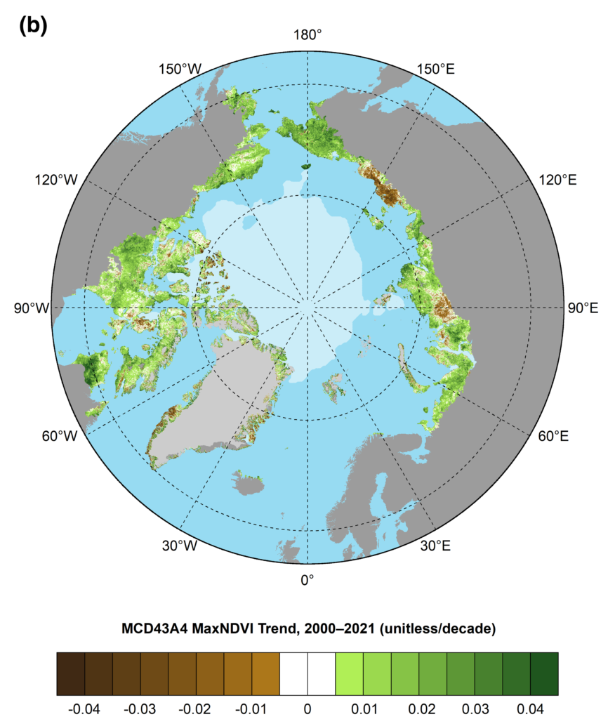 Map showing the trend magnitude in the Maximum Difference Vegetation Index (MaxNDVI) for the 22-year period 2000-2021, based on the MODIS MCD43A4 dataset. 2021 continued a recent series of years with exceptionally high midsummer tundra productivity, or “greenness”. The five highest circumpolar tundra greenness measurements in the long-term satellite record (1982-2020) have all been recorded in the last 10 years. The 2021 minimum sea-ice extent is indicated by light shading. Several Arctic regions display particularly strong trends. In North America, greening has been strongest in northern Alaska and mainland Canada, while flat or negative (“browning”) trends are evident in parts of the Canadian Arctic Archipelago and southwestern Alaska. In Eurasia, strong greening has occurred in the Russian Far East (Chukotka), but browning is evident in the East Siberian Sea sector and parts of the Taymyr Peninsula. Graphic: Frost, et al. / NOAA