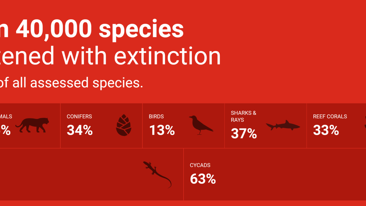 Banner from the WWF web site on 29 December 2021 showing more than 40,000 species are threatened with extinction, comprising 28 percent of all assessed species. Graphic: WWF