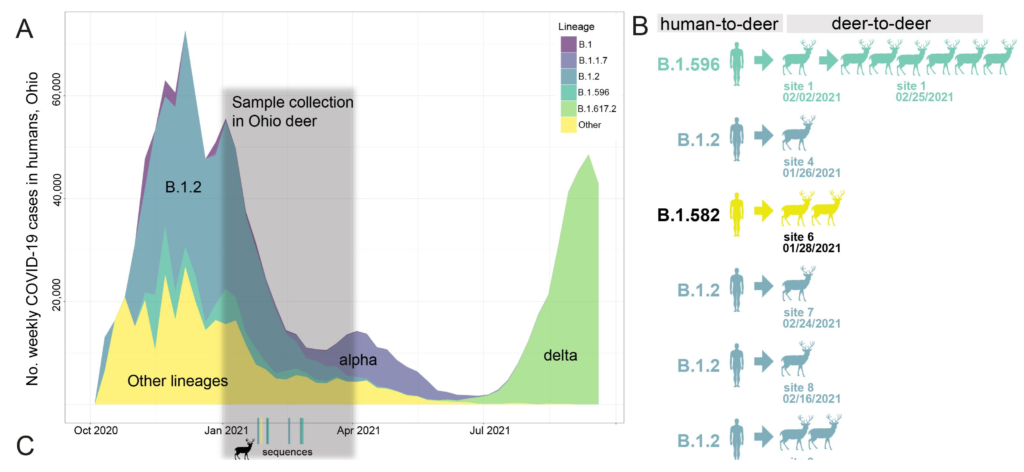 Three SARS-CoV-2 lineages identified in white-tailed deer. (A) The number of weekly COVID-19 cases in humans in Ohio is presented from October 2020 – September 2021, shaded by the proportion of viruses sequenced each week in Ohio that belong to one of five Pango lineages (or “Other”). (B) Summary of six human-to-deer transmission events observed in Ohio, with putative deer-to-deer transmission. Graphic: Hale, et al., 2021 / Nature