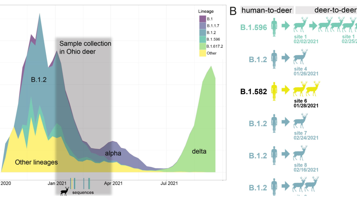 Three SARS-CoV-2 lineages identified in white-tailed deer. (A) The number of weekly COVID-19 cases in humans in Ohio is presented from October 2020 – September 2021, shaded by the proportion of viruses sequenced each week in Ohio that belong to one of five Pango lineages (or “Other”). (B) Summary of six human-to-deer transmission events observed in Ohio, with putative deer-to-deer transmission. Graphic: Hale, et al., 2021 / Nature