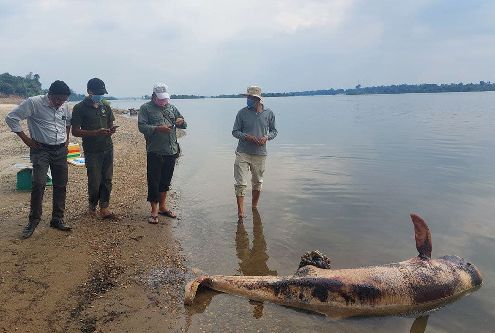 The body of the last freshwater Irrawaddy dolphin in northeastern Cambodia is examined by Department of Fisheries Conservation staff, 15 February 2022. The dolphin was entangled in fishing net and drowned. The Fisheries Administration, in cooperation with WWF-Cambodia, will erect a dolphin statue at the bank of Mekong River at Anlong Chheuteal to commemorate its existence there. Photo: Phen Rattanak / AKP