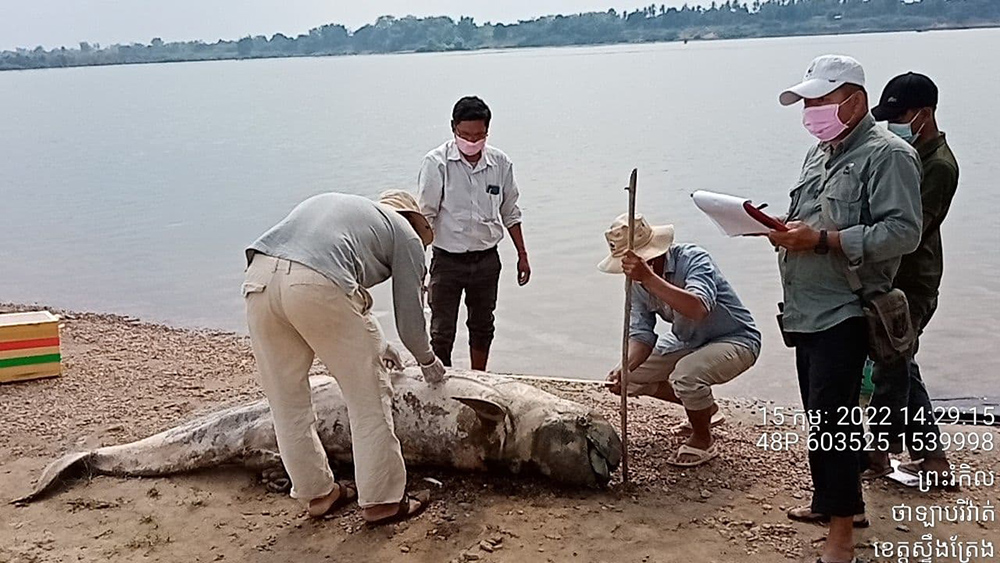 The body of the last freshwater Irrawaddy dolphin in northeastern Cambodia is measured by Department of Fisheries Conservation staff, 15 February 2022. The dolphin was entangled in fishing net and drowned. The Fisheries Administration, in cooperation with WWF-Cambodia, will erect a dolphin statue at the bank of Mekong River at Anlong Chheuteal to commemorate its existence there. Photo: Phen Rattanak / AKP