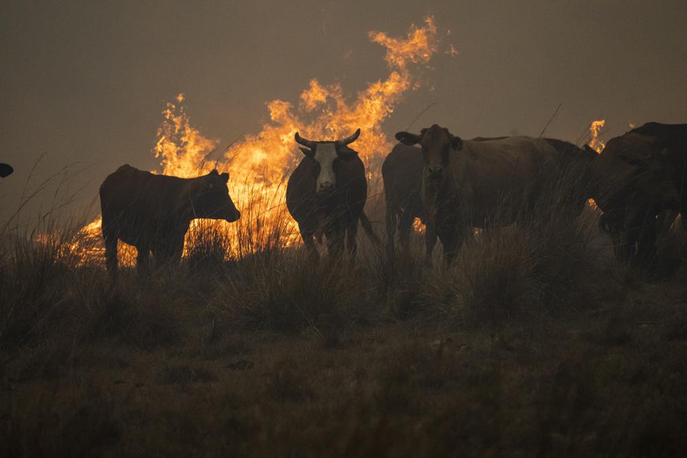 Cattle gather next to a column of fire in Santo Tome, Corrientes province, Argentina, on Sunday, 20 February 2022. Fires continue to ravage the Corrientes province that has burnt more than a half-million hectares. Photo: Rodrigo Abd / AP Photo