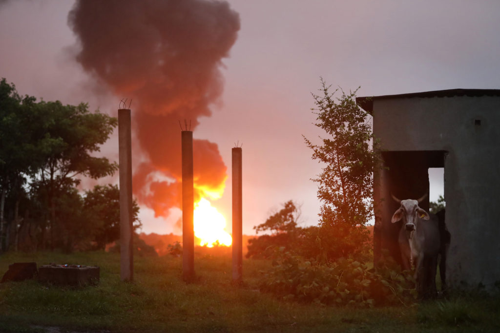 A cow shelters inside a building as huge flames coming from pits filled with liquid send billowing clouds of black smoke into the air at the Pemex Cactus gas processing center in Reforma municipality in Chiapas, Mexico. Photo: Edgard Garrido / REUTERS