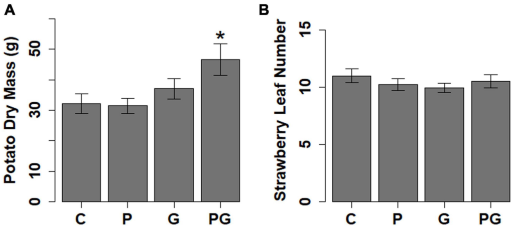 The effect of different treatments, with C, control; P, phosphate fertilizer; G, glyphosate (GBH) application and PG, phosphate fertilizer and GBH application, on (A) potato growth measured as aboveground biomass and (B) strawberry growth measured as number of leaves. Statistical significance between control and different treatments was tested with Dunnett’s Post hoc test following significant ANOVA, *p < 0.05 (N = 128 for potato, N = 131 for strawberry). Graphic: Fuchs, et al., 2022 / Frontiers in Plant Science