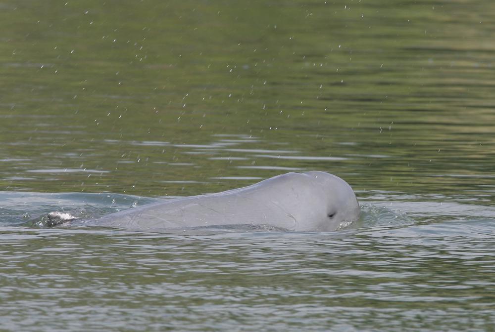 A Mekong River dolphin appears on the Mekong River at Kampi village, Kratie province, northeast of Phnom Penh, Cambodia, 17 March 2009. The last surviving freshwater Irrawaddy dolphin on a stretch of the Mekong River in northeastern Cambodia has died, wildlife officials said Wednesday, 16 February 2022, blaming the aquatic mammal's demise on waters made shallow by upstream dams and climate change. Photo: Heng Sinith / AP Photo