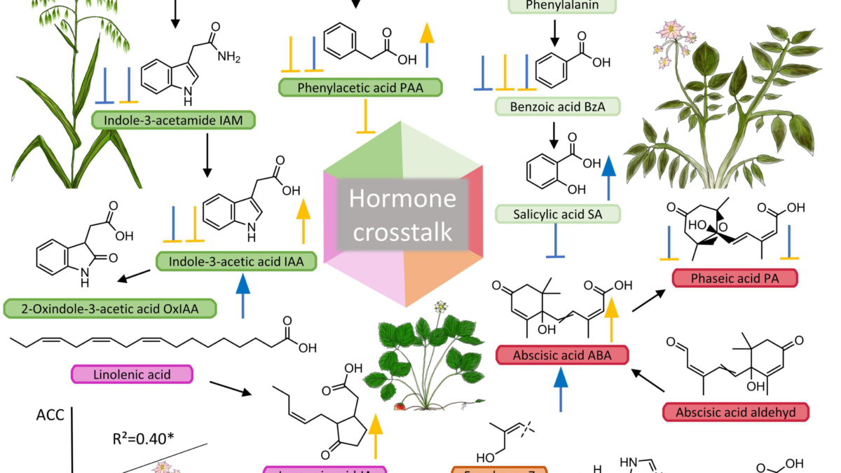 Phytohormone pools affected by GBH, phosphate fertilizer and their combination in three crop species. Phytohormones, their precursors and metabolites; compounds that were analyzed in this study are indicated with abbreviations after the compound name. Additional compounds (without abbreviations) were added to show common pathway intermediates and to show biosynthetic origins of phytohormones. Chorismate derives from the shikimate pathway which includes the target site of glyphosate. By blocking the EPSPS enzyme, an essential biosynthetic step is corrupted, which is often shown to cause decreased biosynthesis of metabolites synthesized downstream of the shikimate pathway. Centrally placed hexahedron highlights the possible interactions between hormones also known as hormone crosstalk. Symbols (arrows and stops) besides and below metabolites (left side = oat, right = potato, and below = strawberry) indicate the effect of treatment (blue = phosphate, yellow = GBH, blue + yellow = phosphate + GBH) on each plant species corresponding to significances shown in Figure 2 (N = 40). Graphic: Fuchs, et al., 2022 / Frontiers in Plant Science