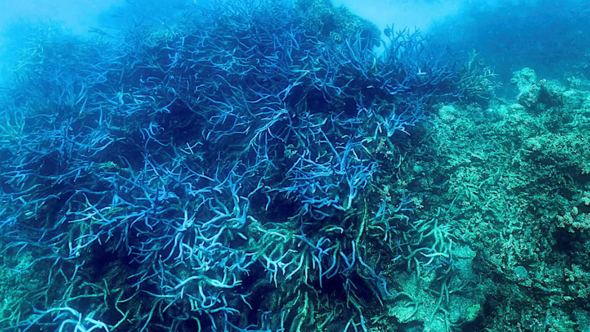 This photo from 7 March 2022 shows coral bleaching on the Great Barrier Reef, off the coast of the Australian state of Queensland. Australia’s Great Barrier Reef experienced its sixth massive bleaching event in 2022 as climate change has warmed the ocean, raising concerns over whether one of the world’s natural wonders is nearing a tipping point. Photo: Glenn Nicholls / AFP / Getty Images