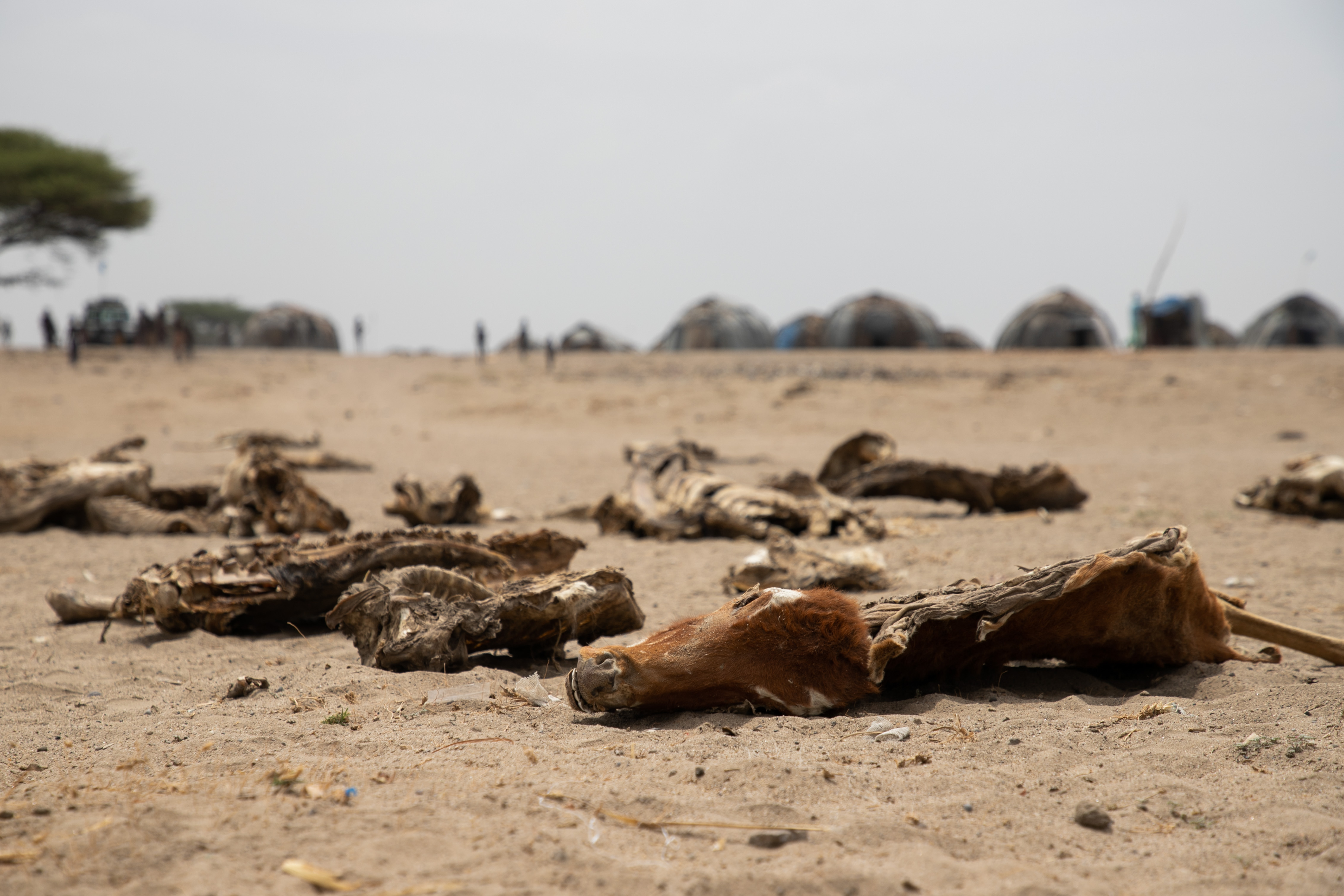 The bodies of cattle killed by devastating drought in Ethiopia, South Omo, 23 February 2022. In the vast lowland part of the country in South Omo, communities have suffered high death rates among their cattle as a result of the severe drought. Photo: Michael Tewelde / WFP
