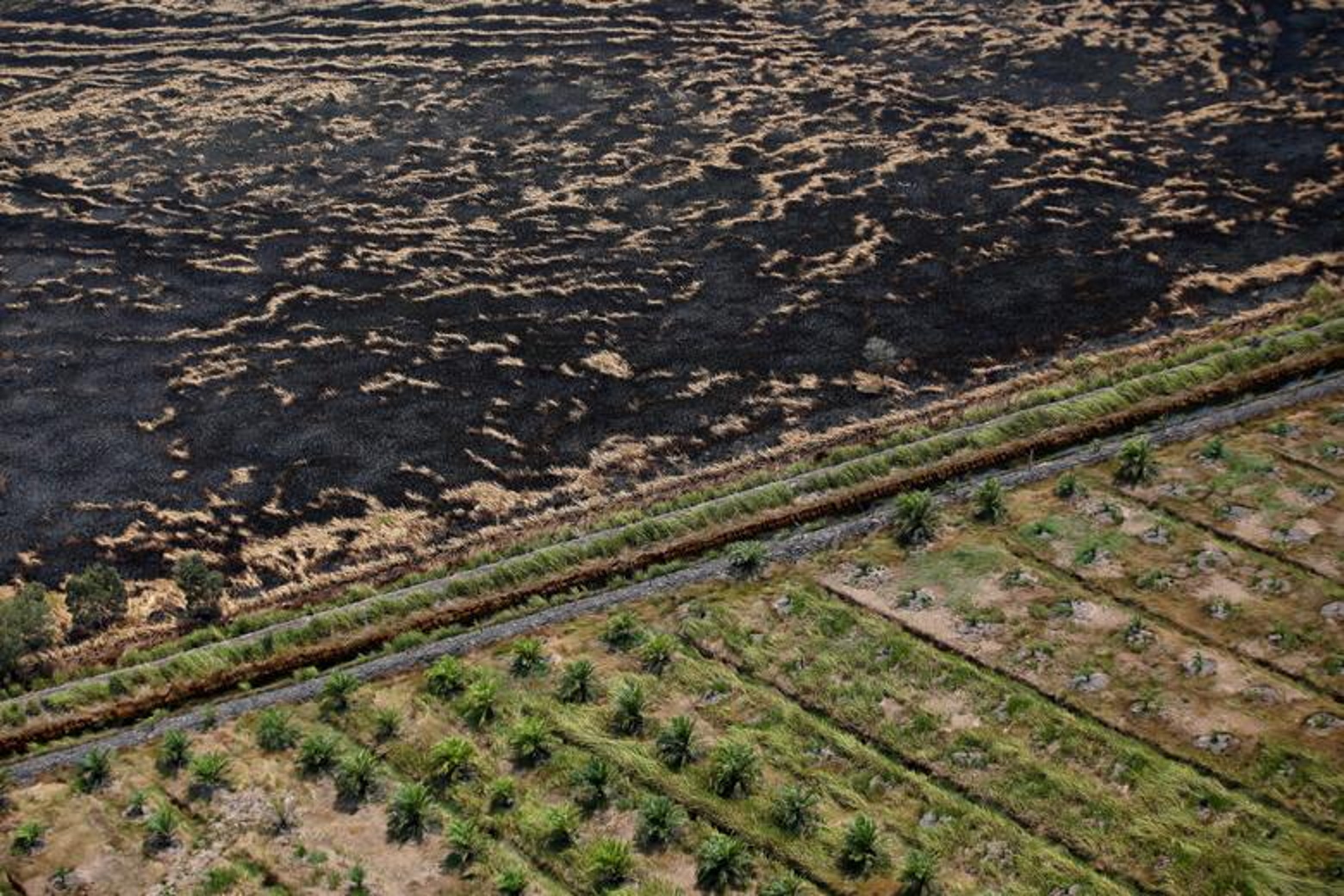 Aerial view of burnt land next to a palm oil plantation near Banjarmasin in South Kalimantan province, Indonesia, 29 September 2019. Photo: Willy Kurniawan / Reuters