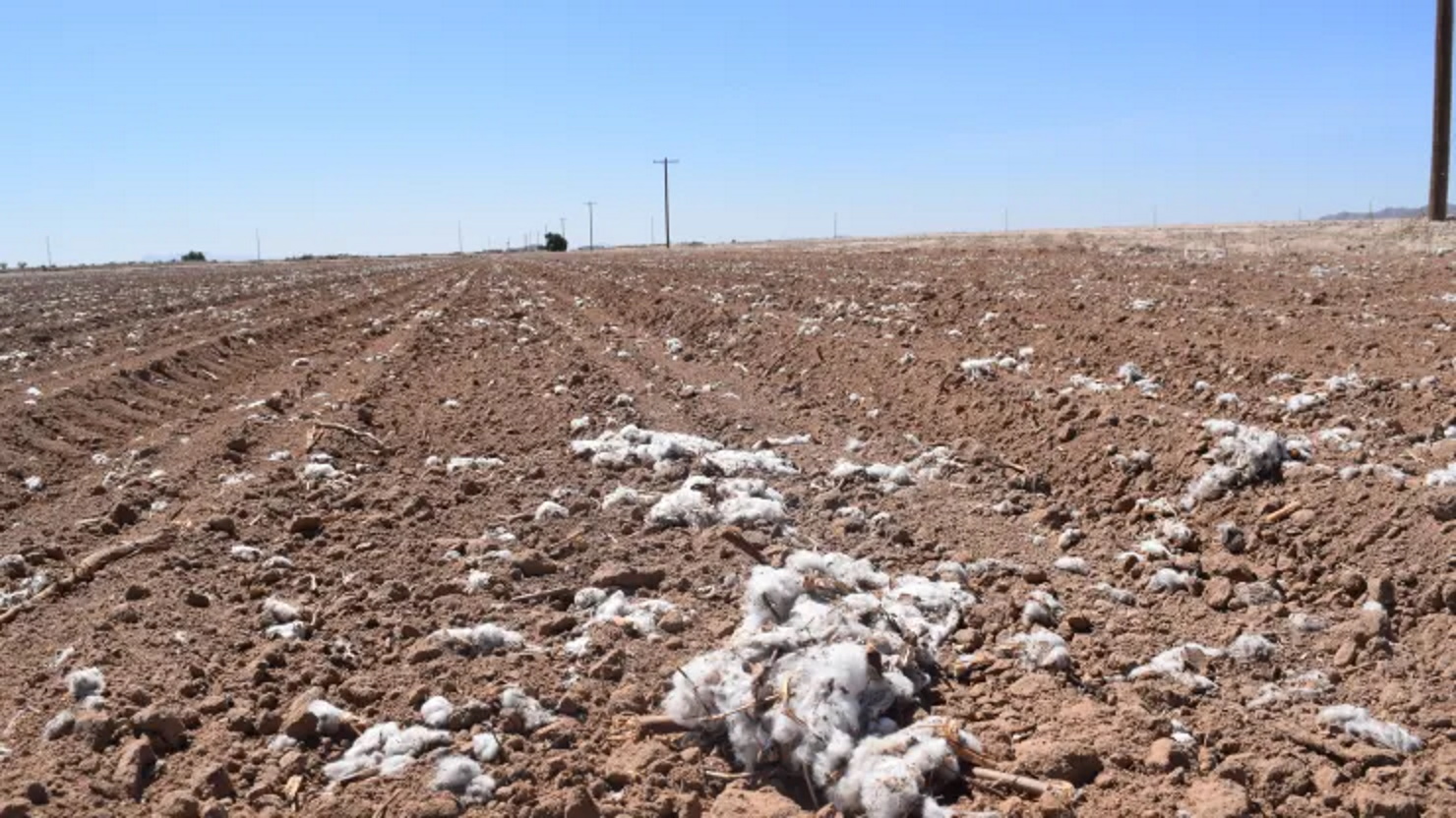 Dead cotton fields span for miles in Pinal County, Arizona in April 2022, as farmers reckon with mandatory water cuts. Photo: Emma Newburger / CNBC