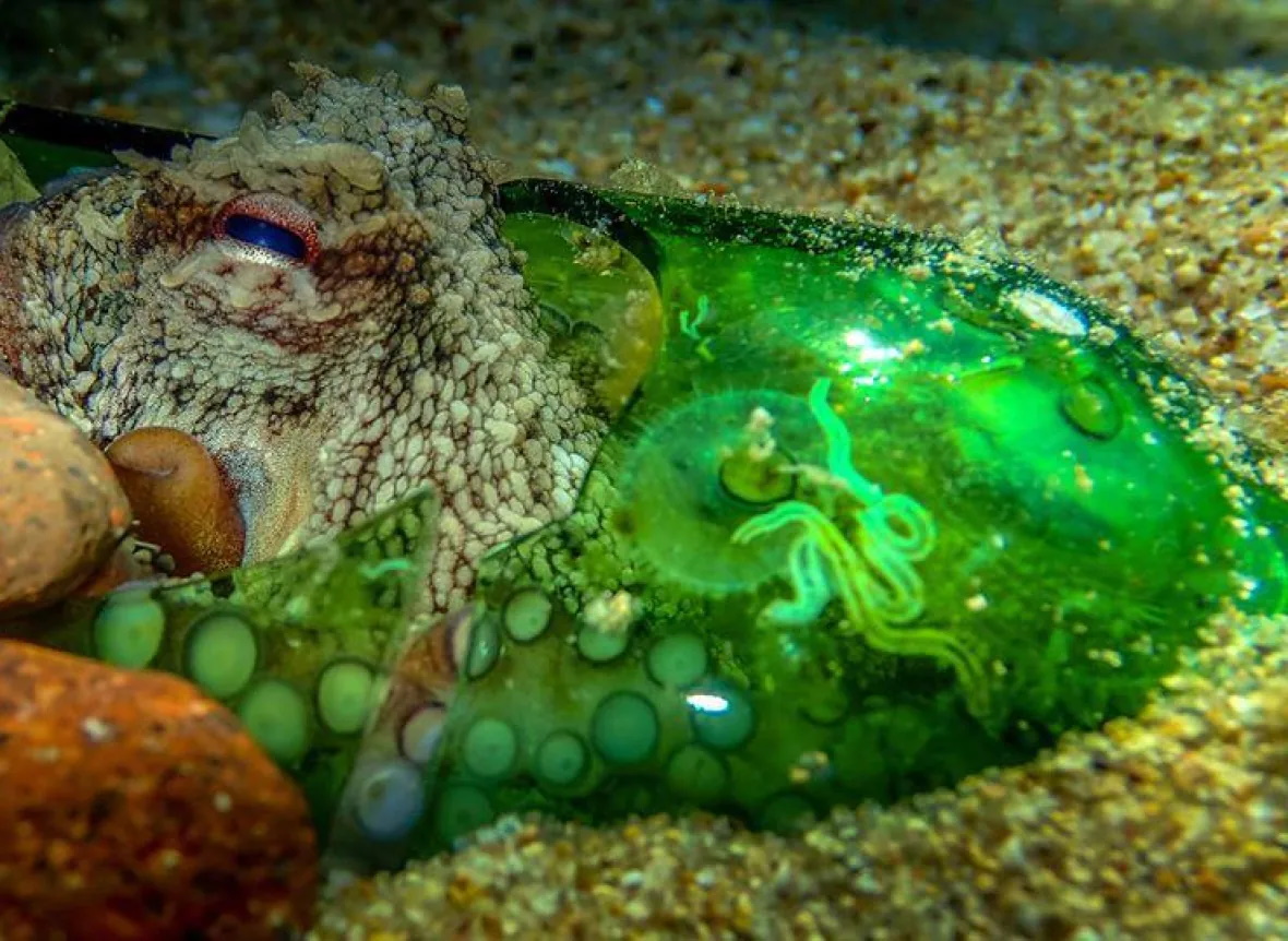 An octopus takes shelter in a broken glass bottle. Photo: John Paul Meillon
