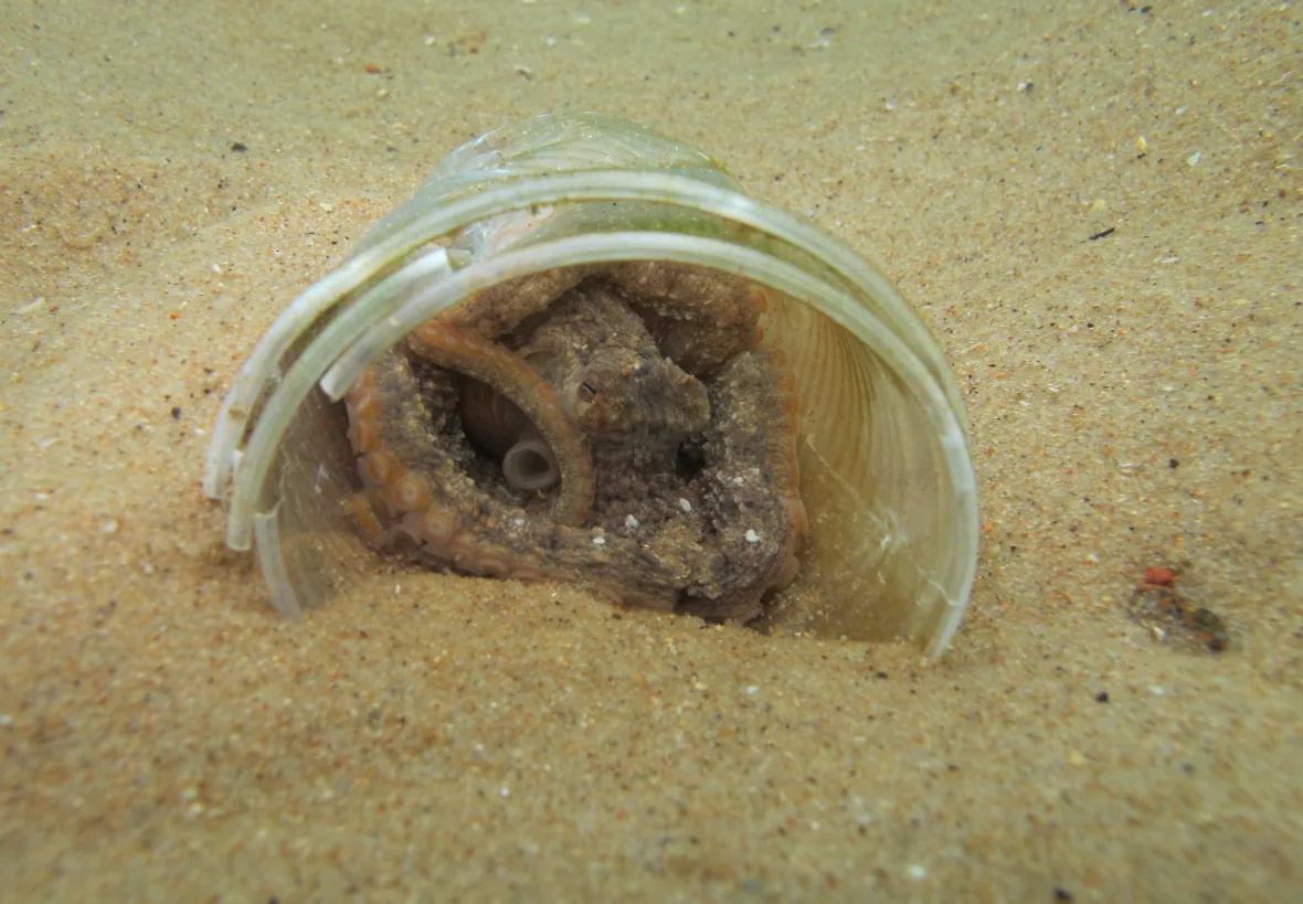 An octopus shelters in a plastic bottle. Photo: Claudio Sampeio