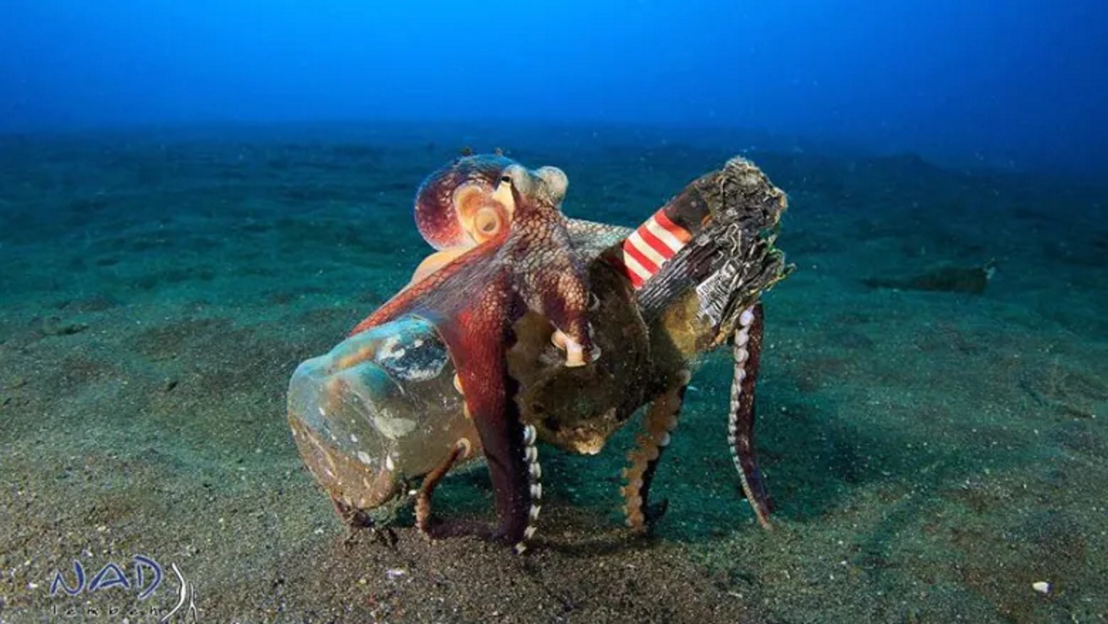 An octopus is pictured “stilt-walking” with a variety of collected trash. A new study crowdsourced hundreds of images, including this one, that observed octopuses using human garbage for a variety of tasks. Photo: Serge Abourjeily