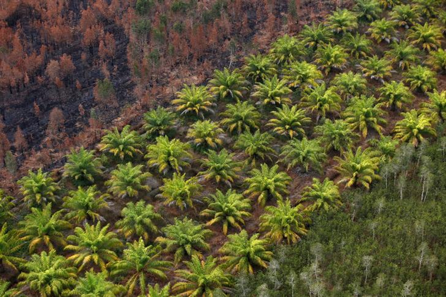 Aerial view of a palm oil plantation next to a burnt forest in South Kalimantan, Indonesia, 29 September 2019. Photo: Willy Kurniawan / Reuters