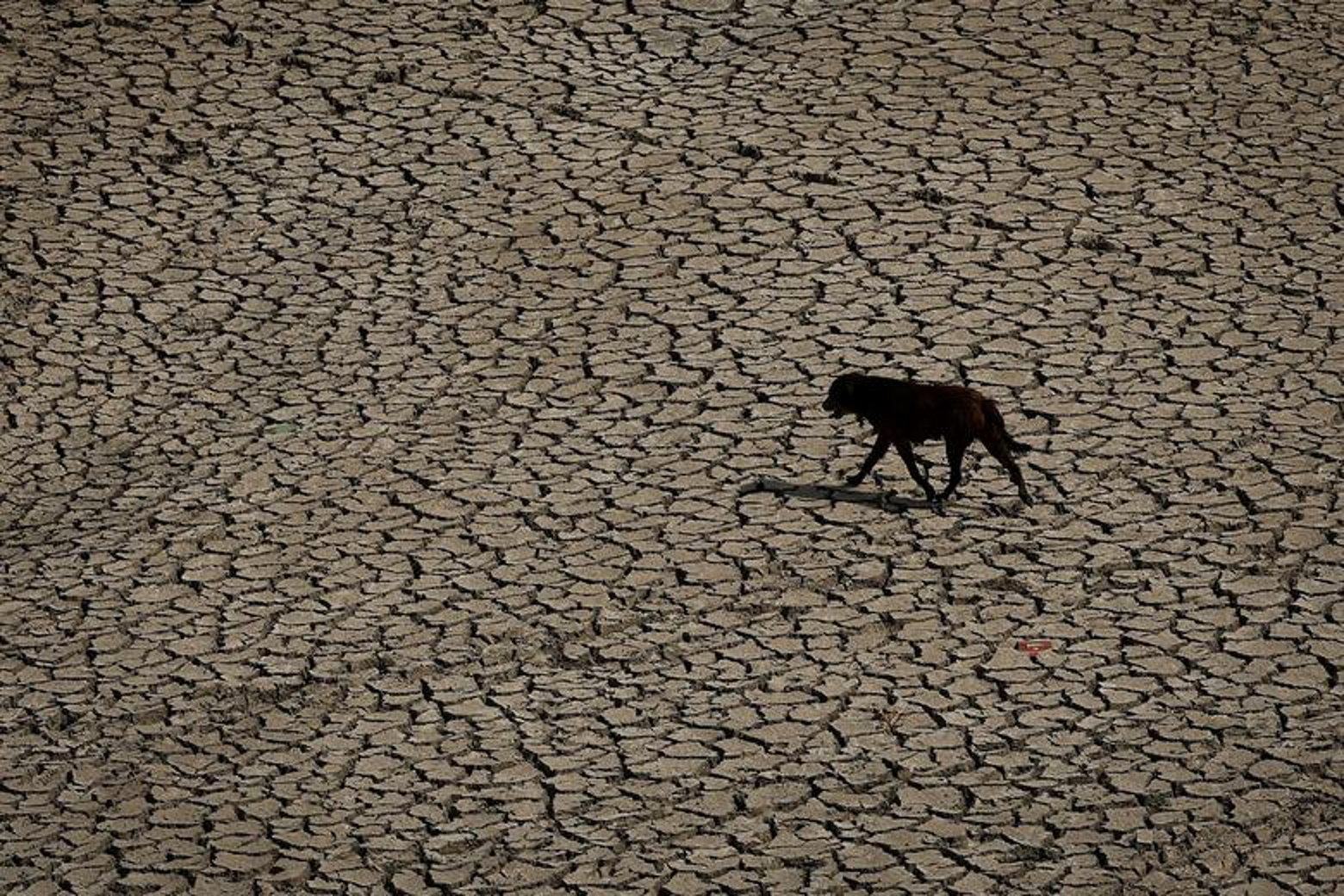 A dog walks on an almost dry river bed of Yamuna during a heatwave in New Delhi, India, 2 May 2022. Photo: Adnan Abidi / REUTERS