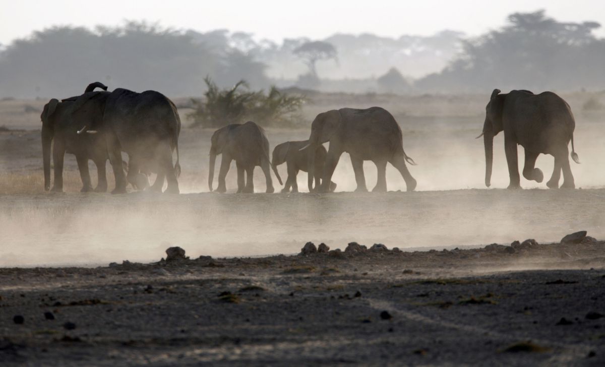 A family of elephants walks to a water pond at dusk in National Park park, 290 km (188 miles) southeast of capital Nairobi, Kenya. Photo: Goran Tomasevic / REUTERS