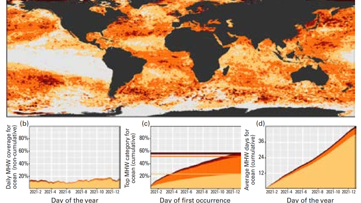 Global map showing the highest marine heatwave (MHW) category experienced at each pixel in 2021 (reference period 1982–2011). Light grey indicates that no MHW occurred in a pixel over the entire year. (b) Stacked bar plot showing the percentage of the surface of the ocean experiencing an MHW on any given day of the year. (c) Stacked bar plot showing the cumulative percentage of the surface of the ocean that experienced an MHW over the year. Note: These values are based on when in the year a pixel first experienced its highest MHW category, so no pixel is counted twice. Horizontal lines in this figure show the final percentages for each category of MHW. (d) Stacked bar plot showing the cumulative number of MHW days averaged over the surface of the ocean. Note: This average is calculated by dividing the cumulative sum of MHW days per pixel weighted by the surface area of those pixels. Data: National Oceanic and Atmospheric Administration Optimum Interpolation Sea Surface Temperature (NOAA OISST). Graphic: Robert Schlegel