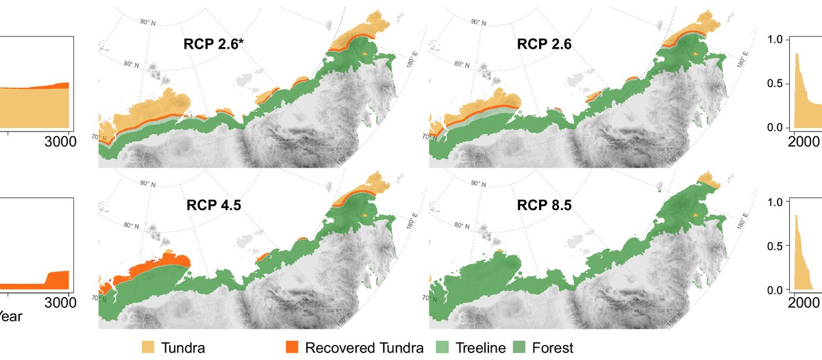 Projected forest position in Siberia and tundra area at year 3000 CE for different climate mitigation scenarios and under potential cooling back to 20th-century temperatures after peak temperatures have been reached. The area of tundra changes over time and can only partly recover when temperatures cool and forests recede (plots next of the maps show years 2000–3000 CE). Only tundra areas above the treeline (Walker et al., 2005) are considered. Map projection: Albers Equal Area. Graphic: Kruse and Herzschuh, 2022 / eLife