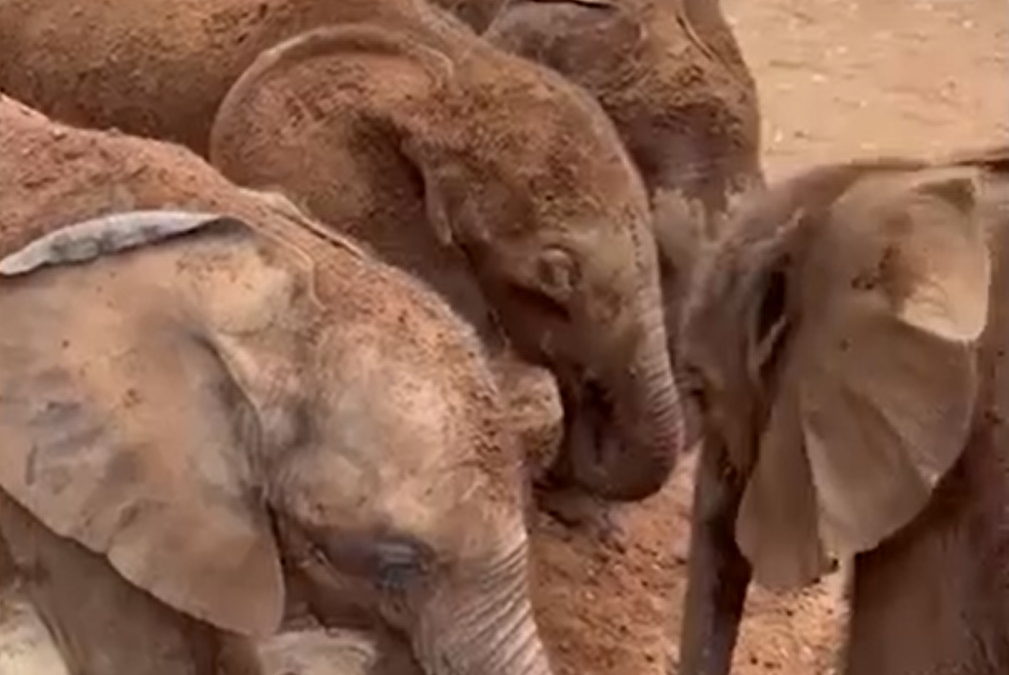 Rescued elephant calves at the Reteti Elephant Sanctuary dust bathe to cool down during the heatwave in May 2022. Photo: Reteti Elephant Sanctuary / The Sunday Times