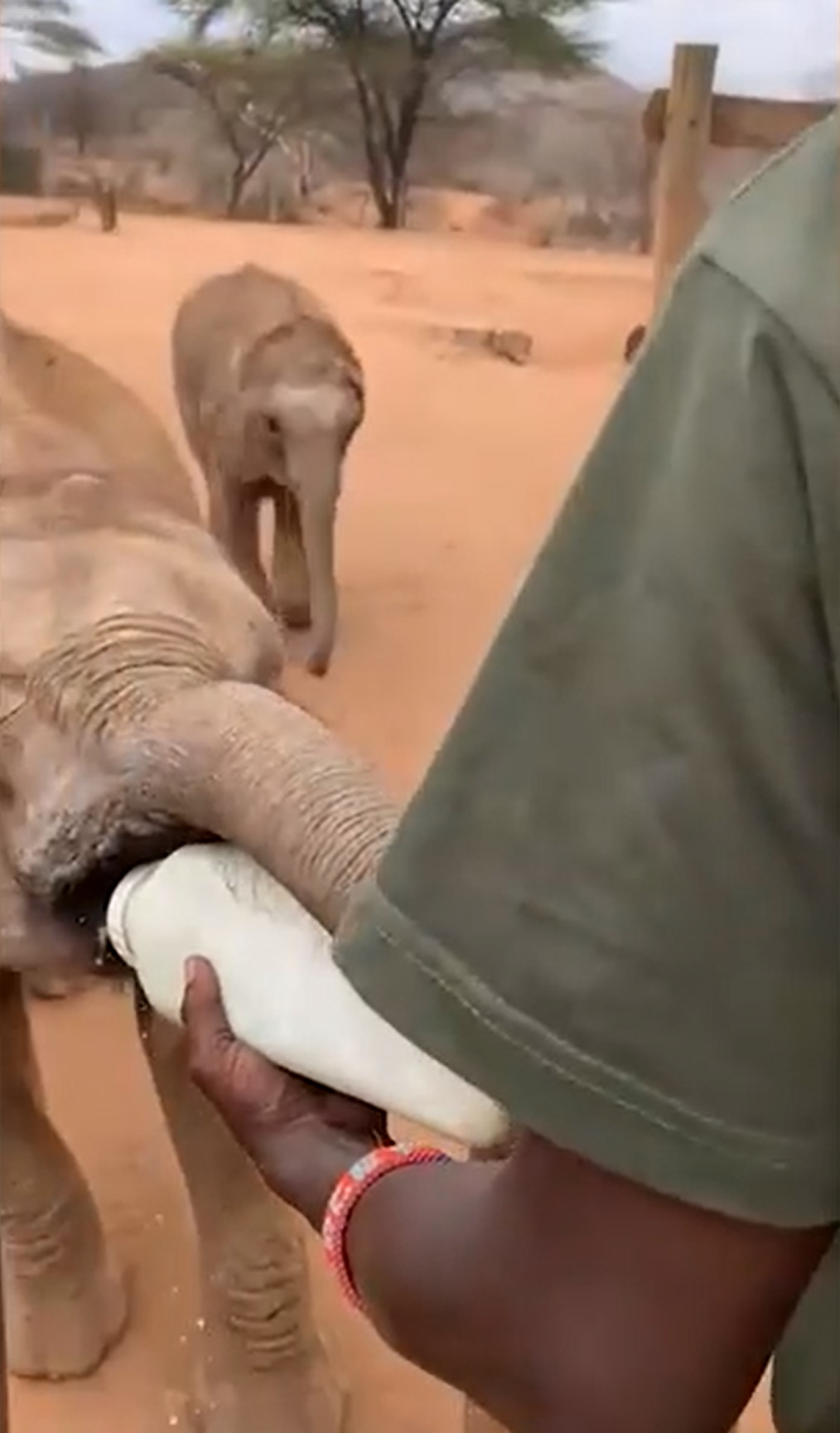 Rescued elephant calves at the Reteti Elephant Sanctuary are fed by hand in May 2022. An influx of lost calves into elephant sanctuaries has followed record high temperatures and the worst drought for 40 years. Silas Lepuipui, a keeper at Reteti Elephant Sanctuary and a member of the Samburu pastoralist community which has grazed its wildlife on the land for generations, said that the situation felt desperate and intense. His team is called out regularly by Namunyak’s communities to help the abandoned calves, who have often been separated from their mothers or fallen down wells. Photo: Reteti Elephant Sanctuary / The Sunday Times