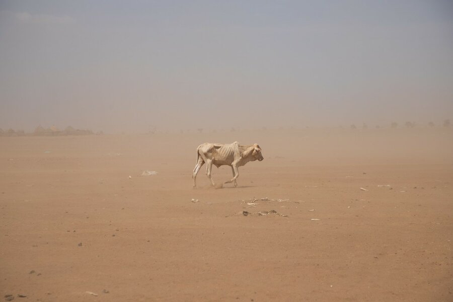 The bones of other animals surround an emaciated cow in Ethiopia’s Somali Region. Carcasses are a daily reminder of the devastation caused by the 2021-22 drought. Photo: Michael Tewelde / WFP
