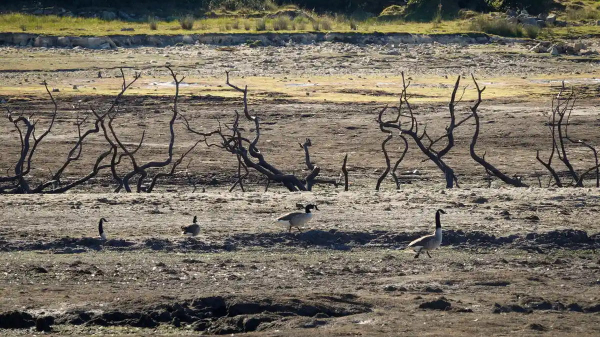 In August 2022, Colliford Lake near Bodmin, Cornwall, England had dried up. Water levels at Cornwall’s largest reservoir on Bodmin Moor were only 40 percent full. Photo: Matt Cardy / Getty Images