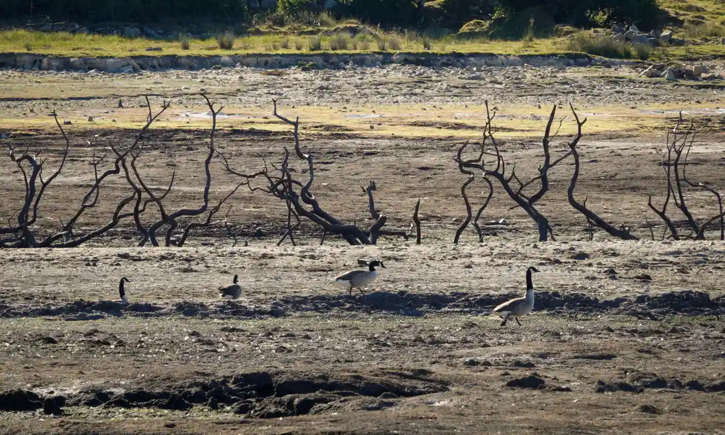 In August 2022, Colliford Lake near Bodmin, Cornwall, England had dried up. Water levels at Cornwall’s largest reservoir on Bodmin Moor were only 40 percent full. Photo: Matt Cardy / Getty Images