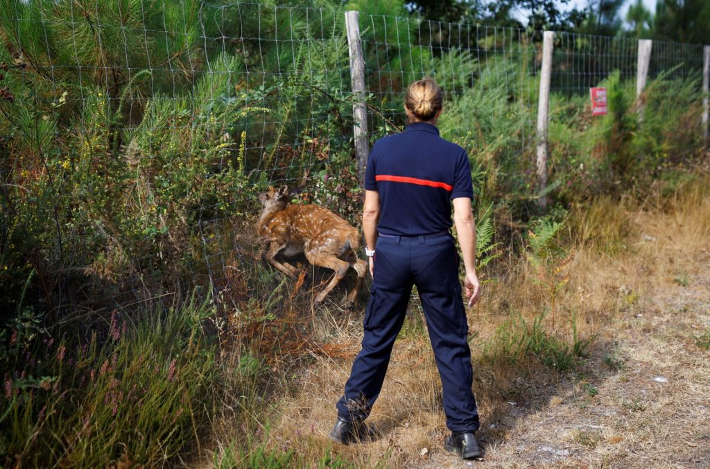 A fawn trying to escape the fire in Belin-Beliet is stuck in a fence as wildfires continue to spread in the Gironde region of southwestern France, 12 August 2022. Stephane Mahe / REUTERS
