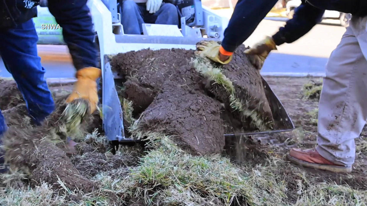 Workers pull up ornamental grass in Southern Nevada. In 2022, the city of Las Vegas pulled up about four million square feet of grass on public property. Photo: CBS News
