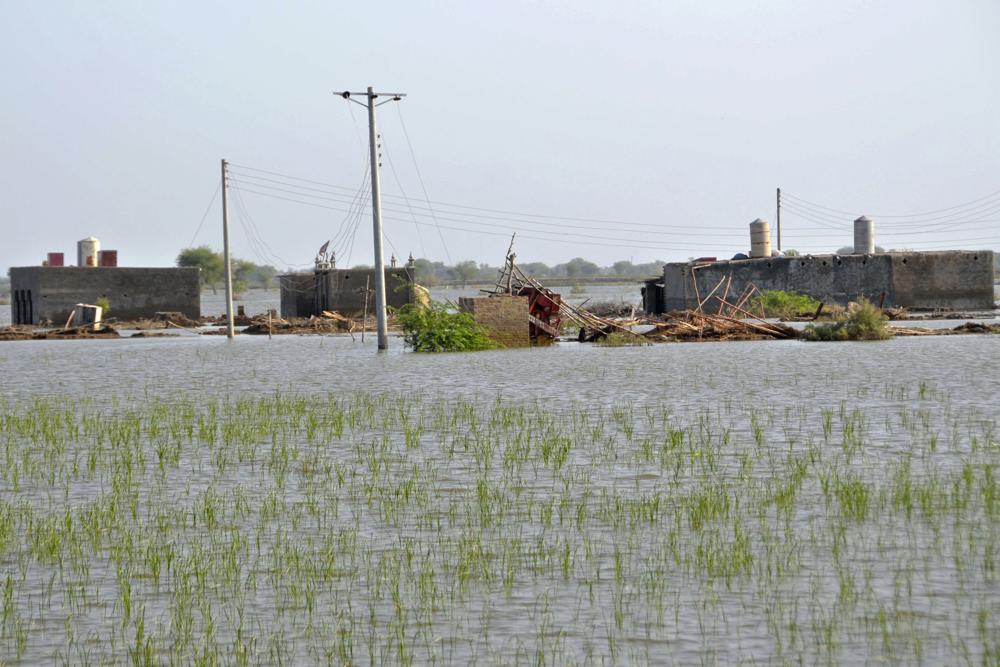 Rice field and homes are submerged by floodwaters due to heavy monsoon rains, in, Jaffarabad, a district of southwestern Baluchistan province, Pakistan, Monday, 17 September 2022. Photo: Zahid Hussain / AP Photo