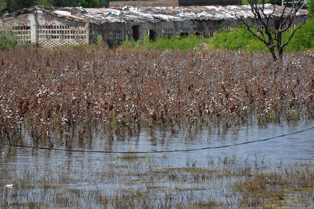 Cotton crops are submerged in floodwaters due to heavy monsoon rains, in Tando Jam near Hyderabad, a district of southern Sindh province, Pakistan, Saturday, 17 September 2022. Photo: Pervez Masih / AP Photo